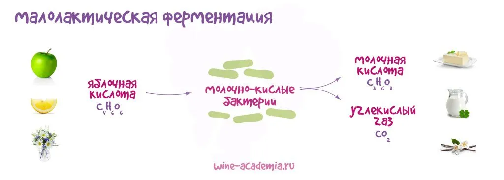Малолактическая ферментация.